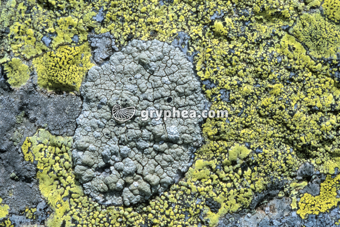 Lichens Col Lautaret - gryphea.org
